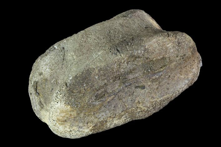 Hadrosaur Toe Bone - Alberta (Disposition #-) #95129